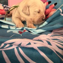 Boy 3 (Pentax) (green collar boy) - Light golden male Golden Retriever puppy in Hubbard, Ohio from Whickering Pines Golden Retrievers