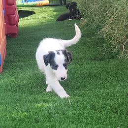 Puppy 4J - White and black male Silken Windhound puppy in Hanna, Oklahoma from Daybreak Silken Windhounds