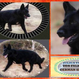 German Shepherd Puppies from Von Falkenberg German Shepherds, LLC