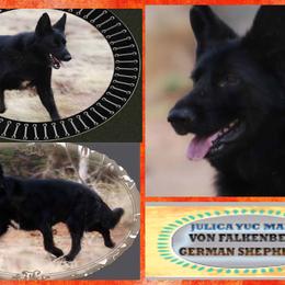 German Shepherd Puppies from Von Falkenberg German Shepherds, LLC