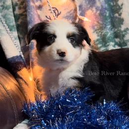 Miniature Australian Shepherd Puppies from Bear River Ranch LLC