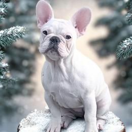 Aspen - White female French Bulldog puppy in Fort Atkinson, Wisconsin from Bishop Bullyz