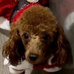 Gizzy - Poodle