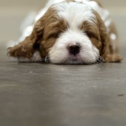 Bernedoodle Puppies from 4P’s Doodles