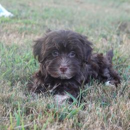 Mocha - Chocolate female Havanese puppy in Bowling Green, Kentucky from Denise Clark