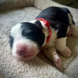 Boy 1 - Black male Bearded Collie puppy in Baltimore, Maryland from Beloved Bearded & Border Collies