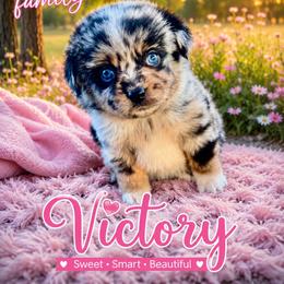 Victory - Blue merle female Miniature Australian Shepherd puppy in Idalou, Texas from Lonesome Pine Mini Aussies