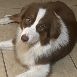 Mercy  - Australian Shepherd