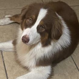 Mercy  - Australian Shepherd