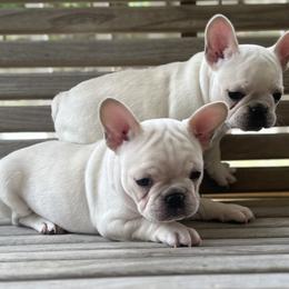French Bulldogs from Maci Card