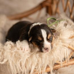 Green collar - Toast - Black and tan male Pembroke Welsh Corgi puppy in Waverly Hall, Georgia from 6g Ranch Corgis