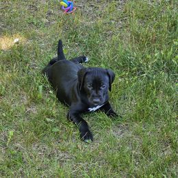 German Shorthaired Pointer Puppies from Country-Side Breeders