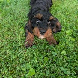 Peter - Black and tan male Cavapoo puppy in Coshocton, Ohio from Forever Family Puppies