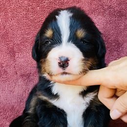 Blue Collar Female - Black rust and white female Bernese Mountain Dog puppy in Bristol, Tennessee from Holston Hollow Farm