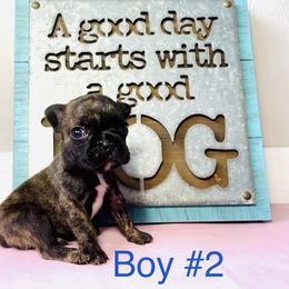 Border Collie and French Bulldog Puppies from JD French Bulldogs and Border Collies