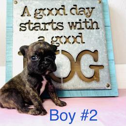 Border Collie and French Bulldog Puppies from JD French Bulldogs and Border Collies