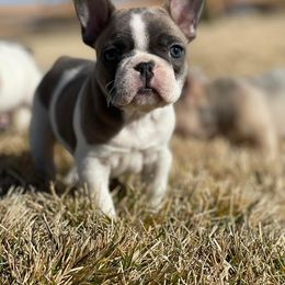 French Bulldog Puppies from Battle Born French Bulldogs