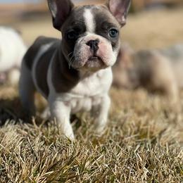 French Bulldog Puppies from Battle Born French Bulldogs