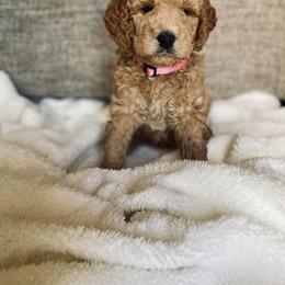 Bernedoodle and Labradoodle Puppies from Royal Doodles