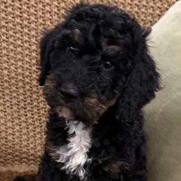Atlas Boy 5 - Phantom male Bernedoodle puppy in Churchill County Fallon, Nevada from Card Family Ranch
