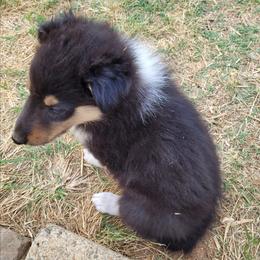 Raven - Black white and tan female Collie puppy in Newberry, South Carolina from Country Haven Collies