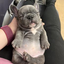 French Bulldog Puppies from Rockstar Kennel