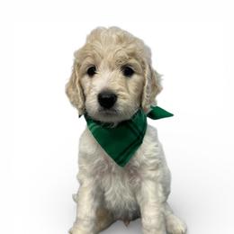 Masuka - Parti male Goldendoodle puppy in Prosperity, Pennsylvania from Stelladoodles & Company