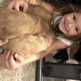 Australian Labradoodle Puppies from Magnolia Breeze Labradoodles