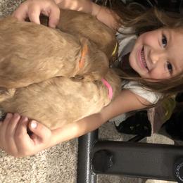 Australian Labradoodle Puppies from Magnolia Breeze Labradoodles