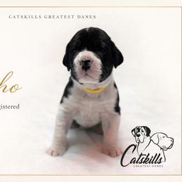 Echo - Mantle female Great Dane puppy in Liberty, New York from Catskills Greatest Danes