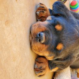 Rottweiler Puppies from Gottlïchen Rottweilers