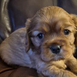 Cavalier King Charles Spaniels from Joanne Fish