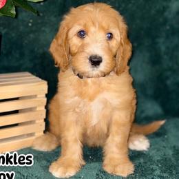 Sprinkles - Apricot male Labradoodle puppy in Anaheim, California from BabySweet Labradoodles