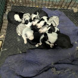 Australian Shepherd and Great Dane Puppies from AEW Farm