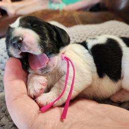 Pink - Black and white female Basset Hound puppy in Surprise, Arizona from Howlin Hounds