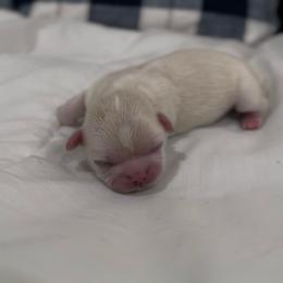 Iridescent Pear - Cream and white male Shih Tzu puppy in Cedar Hill, Texas from Puppy Paper House