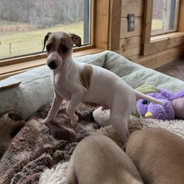 Blaze face - White and red fawn male Italian Greyhound puppy in North Carolina from Celtic Sighthounds