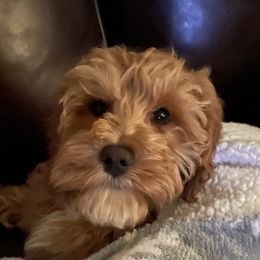 Australian Labradoodle Puppies from Wild Daisy Labradoodles