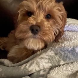 Australian Labradoodle Puppies from Wild Daisy Labradoodles