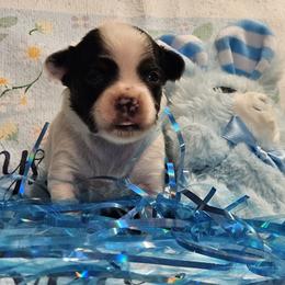 Bolt - White black and tan male Papillon puppy in Fulton, Missouri from Papillon Love