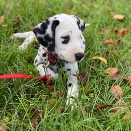 Dalmatian Puppies from Whispered Spots Dalmatians