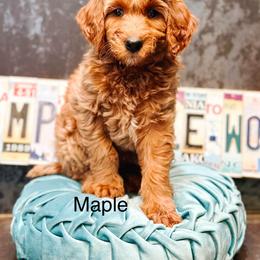 Maple - Red  female Goldendoodle puppy in Pasco, Washington from Camp Doodle Woods