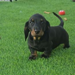 Black and tan male - Black and tan male Dachshund puppy in Belle Rive, Illinois from Akin's Miniature Dachshunds, LLC