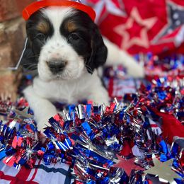 Girl 6 - English Springer Spaniel puppy in Swainsboro, Georgia from Sweet Georgia Springers