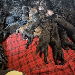 Goldendoodle Puppies from Wonderland Kennel
