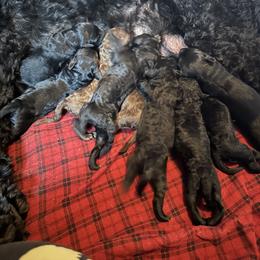 Goldendoodle Puppies from Wonderland Kennel