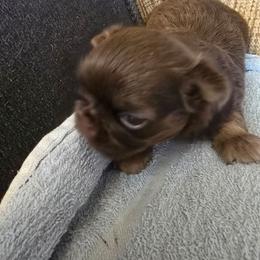 Girl 1 - Liver female Shih Tzu puppy in Norris City, Illinois from Dainty and Darling Shih Tzu