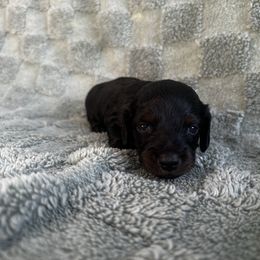 Star - Black and tan female Dachshund puppy in Brandon, Florida from Knights Dachshunds