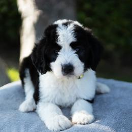 Onyx - Black and white male Sheepadoodle puppy in Los Angeles, California from Exquisite Doodles
