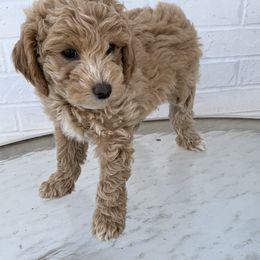Poodle Puppies from Sunflower Poodles